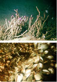 （写真上）相模湾海底で束をなして群れるハオリムシ。<br>（写真下）沖縄の海底の熱水湧出孔に住みつくシロウリガイ。体長15cmと大きく、重なり合うように密集して生活している。