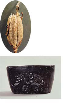 中国の慶州で発見された2000年前の稲のモミ。空気が遮断された状態にあったため、そのままの状態で見付かった（写真上）。<br>河姆渡遺跡から出土した7000年前の土器。猪のような動物か描かれている（写真下）（写真提供：佐藤洋一郎氏）
