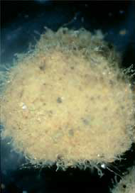 糸状藍藻が鉱物粒子を取り込みながら成長するクリオコナイト粒