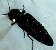 発光甲虫はホタル科やヒカリコメツキ科などの4科あり、ホタル科だけでも世界で2000種以上いるといわれている。写真はブラジル産ヒカリコメツキムシ〈写真提供：近江谷克裕氏〉