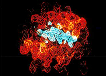 コンピュータグラフィックで表した、自己と非自己を認識するための細胞表面蛋白「MHC分子」と、人間の体の構成素「ペプチド」の結合図。赤：MHC分子、青：ペプチド　<写真提供：谷口　克氏>