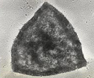 高濃度の塩の中で発見された微生物。生命誕生以来、あまり進化せず太古の生命体の面影を残す「古細菌」の一種。実際の大きさは5ミクロン