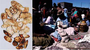 冷凍して乾燥させたジャガイモ「チェーニョ」は、何年でも保存が可能（左）。<br>市場では、白いチューニョや黒いチューニョが売られている（右）＜写真提供：山本紀夫氏＞