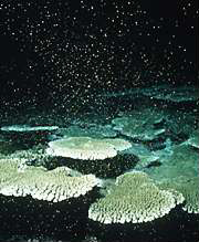 サンゴは年に１回、満月の夜に一斉に産卵する