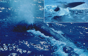 マッコウ鯨。大きな四角い頭が特徴。鯨の中でもっとも深く潜ることができる＜写真提供：（財）日本鯨類研究所＞