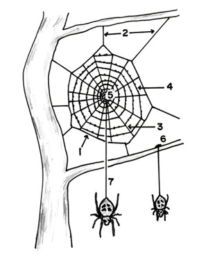 クモが張る代表的な円網　1.枠糸、2.けい留糸、3.縦糸、4.横糸、5.こしき、6.付着盤、7.牽引糸