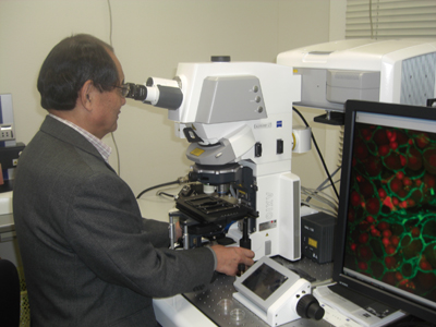 「共焦点レーザースキャン顕微鏡」を用いて、性転換時の脳において発現が変動する遺伝子を特定しているところ。この顕微鏡を使用することで、脳における遺伝子の存在を、三次元で立体的に観察することができる〈写真提供：長濱嘉孝氏〉