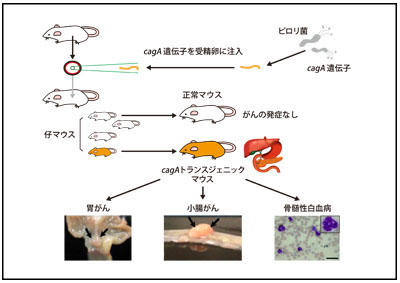 ピロリ菌 CagA遺伝子をゲノム内に組み込むことにより全身の細胞でCagAを発現するマウスは、胃がんに加えて小腸がんや血液がん（白血病）を発症する。この結果から、CagAの発がん活性が直接証明された＜写真提供：畠山昌則氏＞